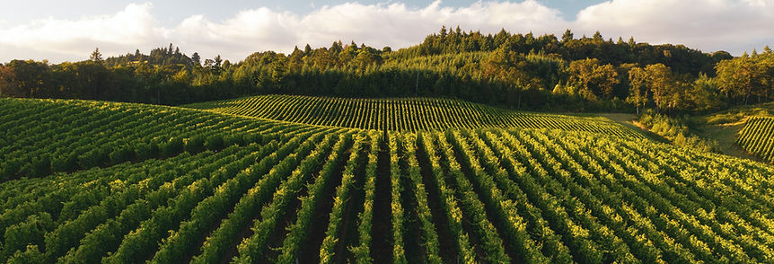 2024 Sta. Rita Hills Chardonnay — view 7